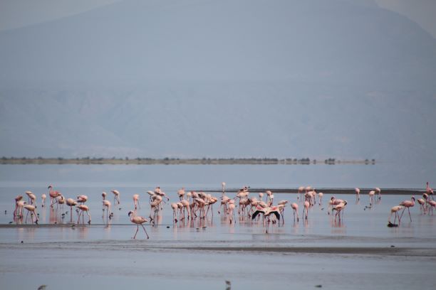 Flamingos am Natron-See