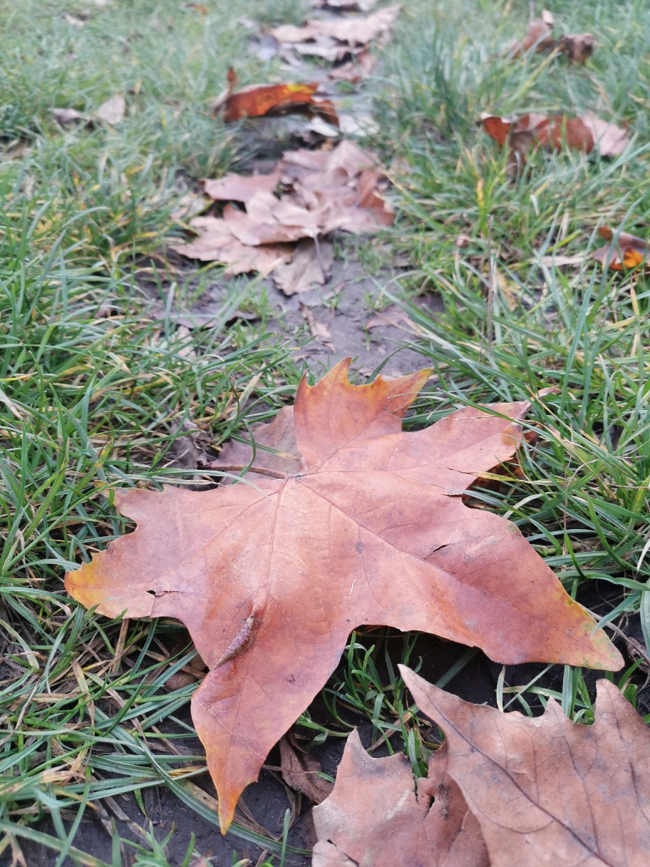 Der Herbst spielt schöne Farben 