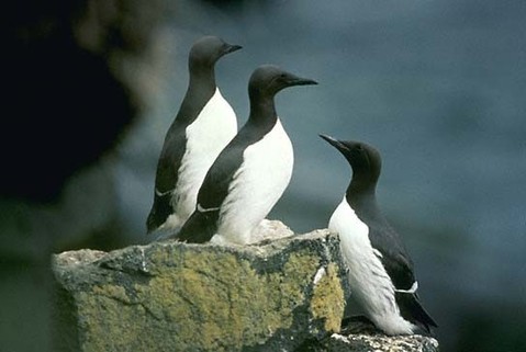 http://www.eaglewingtours.com