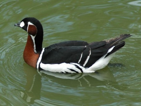 http://www.biolib.cz