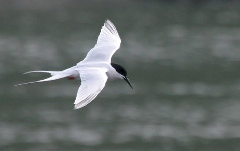 http://www.rarebirdspain.net