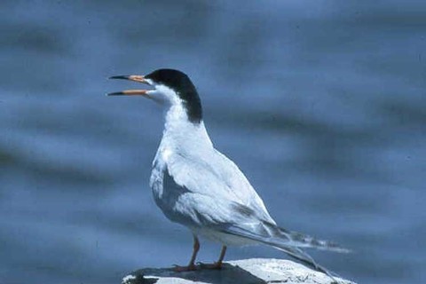 http://species.wikimedia.org