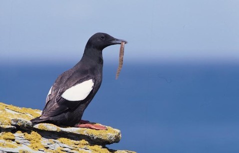 http://www.bird-songs.com