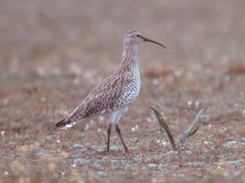 http://www.kolibriexpeditions.com
