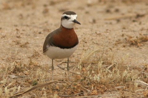 http://www.birdsofkuwait.com