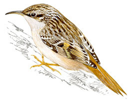 http://www.birdinginextremadura.com