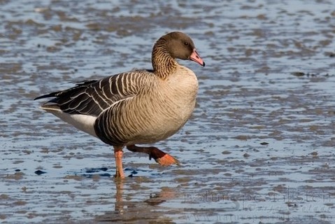 http://www.naturspesialisten.no