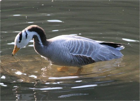 http://www.birddb.co.uk