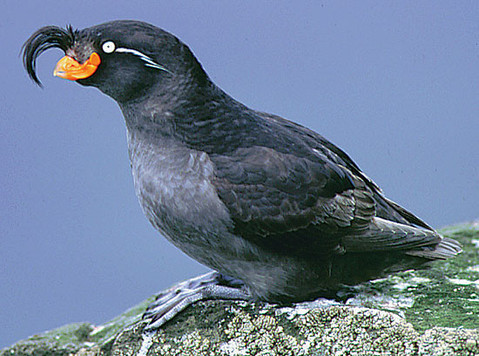 http://www.aquariumofpacific.org