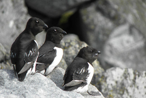Gazza Marina Minore Benvenuti Su Uccellideuropa