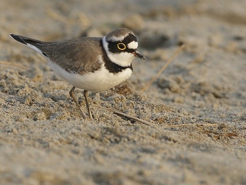 http://www.birding.in