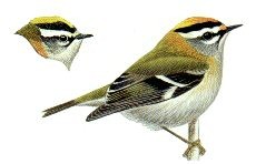 http://www.birdsofbritain.co.uk