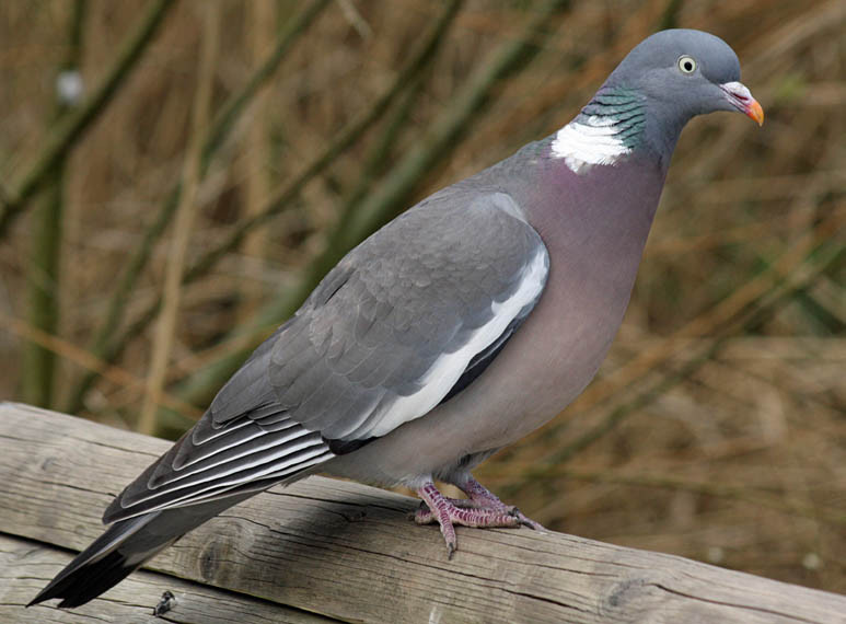 Colombaccio Benvenuti su uccellideuropa! Colombaccio Benvenuti su uccellideuropa!
