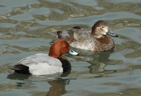 http://orientalbirdimages.org