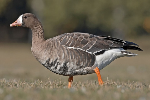 http://biowaterfowl.wordpress.com