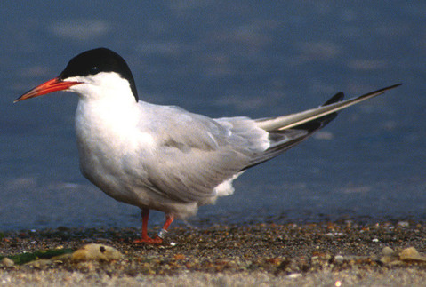 http://www.ctbirding.org