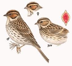 http://www.avibirds.com