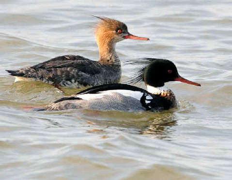 http://pskovbirds.ru
