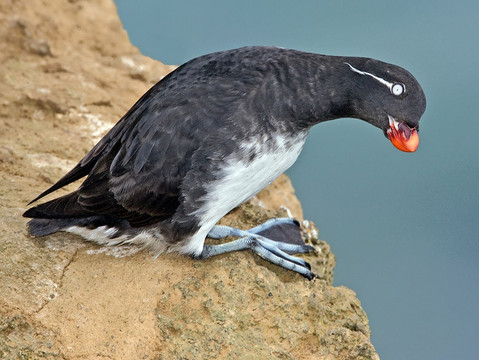 http://carolinabirds.org