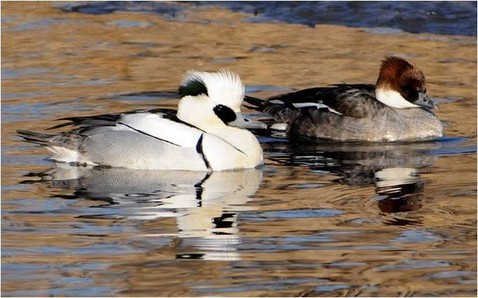 http://www.birdskorea.org