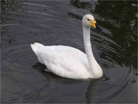 http://mirror-uk-rb1.gallery.hd.org