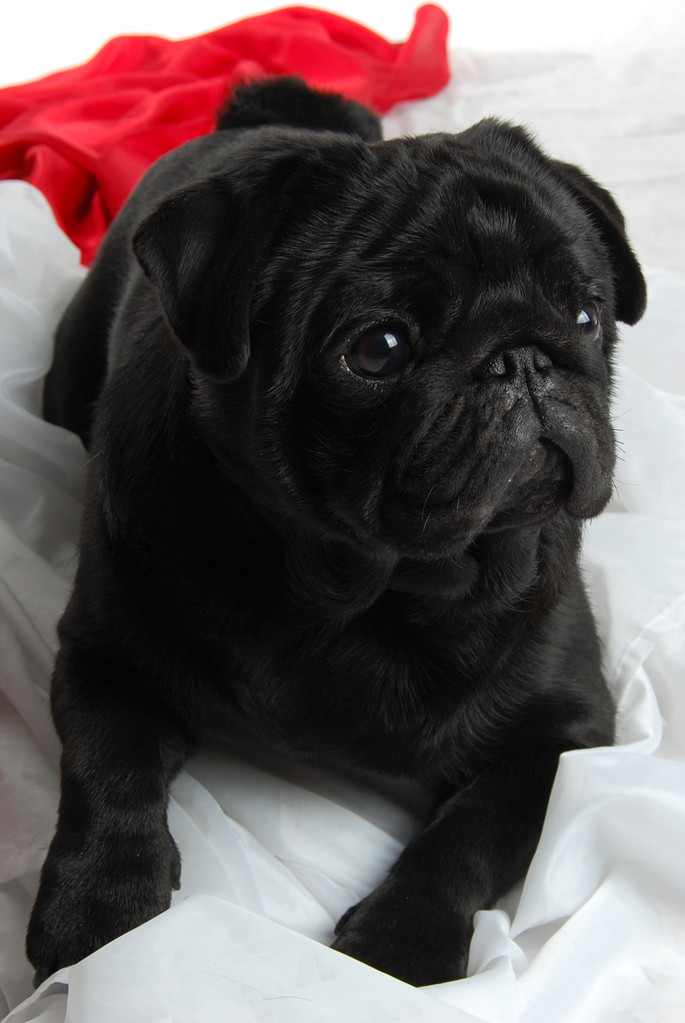 Мопс Купить В Краснодарском Крае Недорого