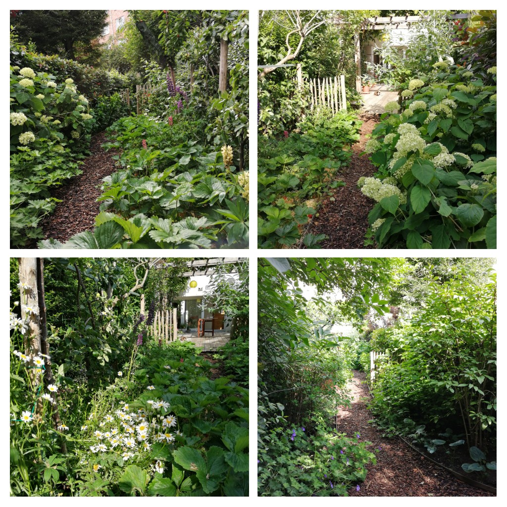 Jardin de ville 120m2 - Agroforesterie urbaine / +1an - Photos des clients pour me remercier. Aménagement jardin Bruxelles.