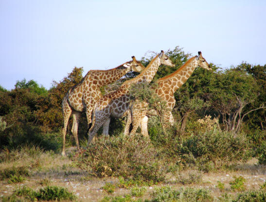 Giraffen waren immer in Herden unterwegs