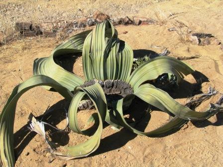 Ein lebendes Fossil die "Welwitschia"