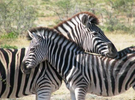 Zebras sind die "Wappentiere" des Etosha NP