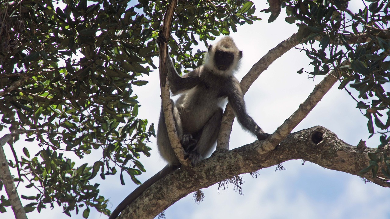 Endemische Affenart im Yala NP