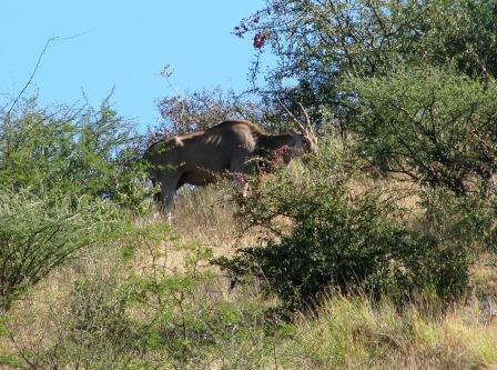 Eland-Antilopen als Nachbarn