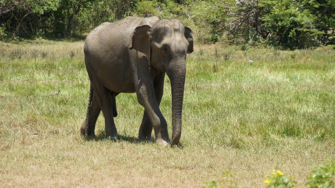 Junger Elefantenbulle sucht Kontakt