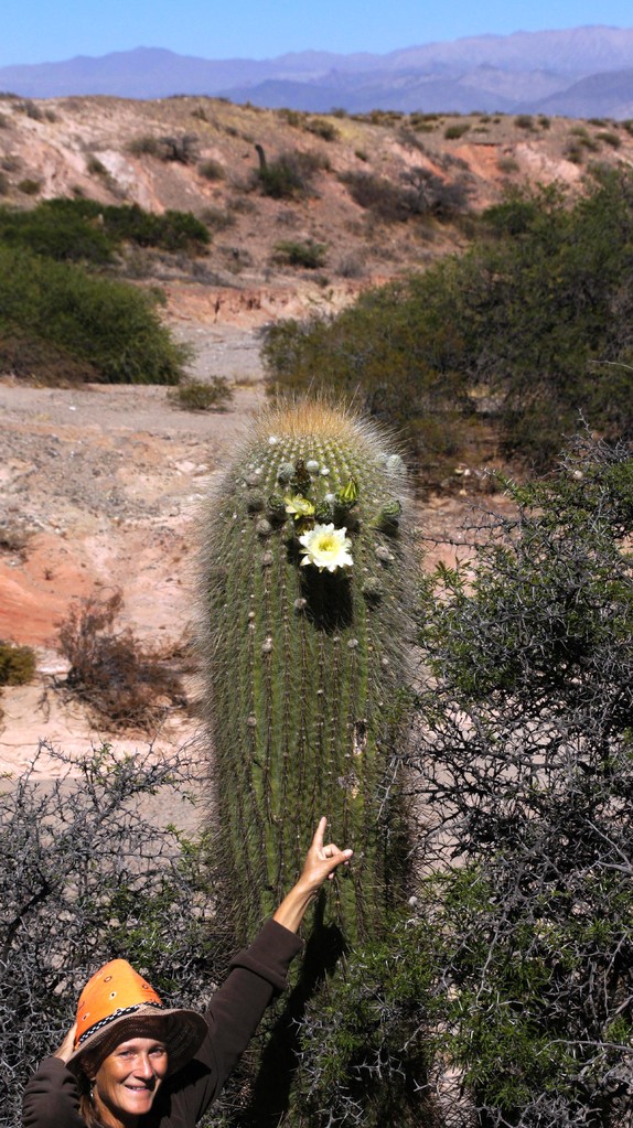 Blühender Candelaber-Kaktus im NP Cardones