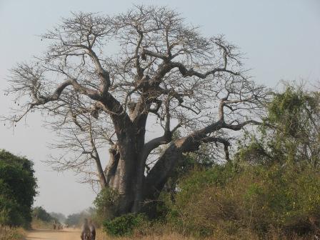 Die ersten Baobabs