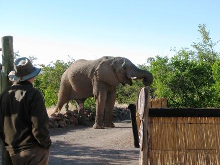 Elefantenbesuch in Palmwag