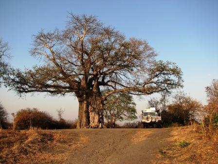 riesiger Baobab Tree