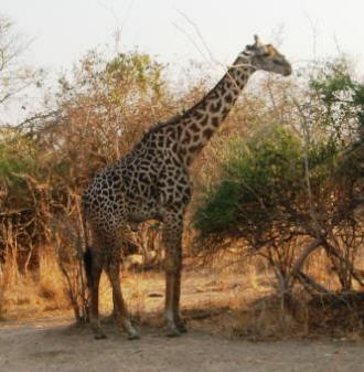 Eine eigene Giraffen-Unterart.