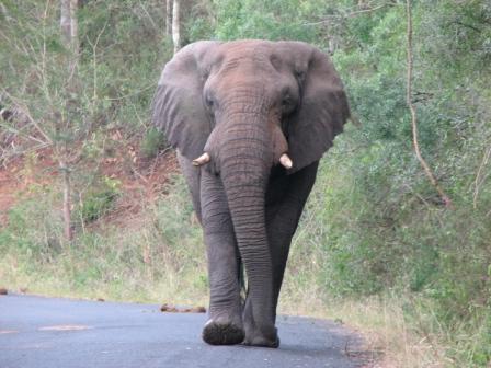 Unser Abenteuer mit dem Elefantenbullen