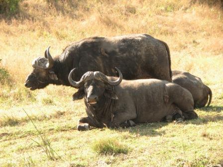 Buffaloes im Hluwhluwe Nationalpark