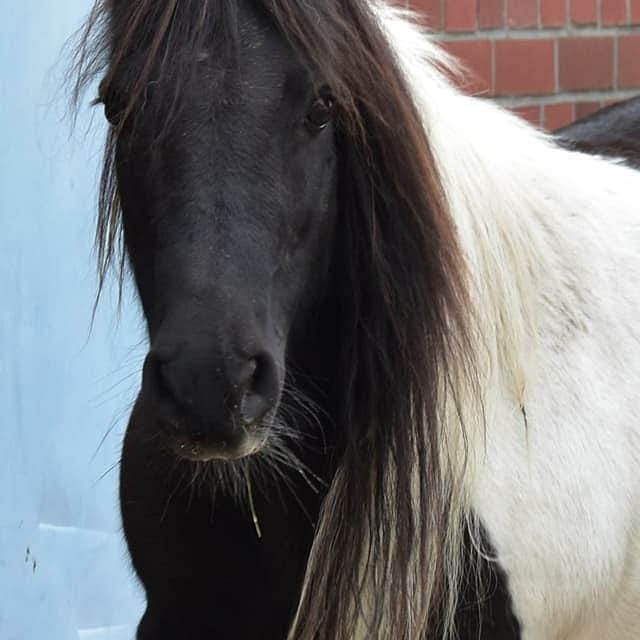 Neues Pony - willkommen Josy