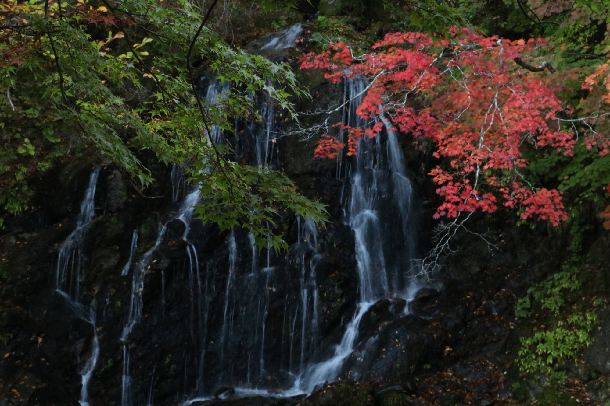 中野もみじ山　新井達弘さん