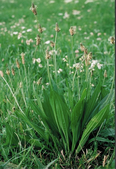 Naturtreff am 30. Juli 2025