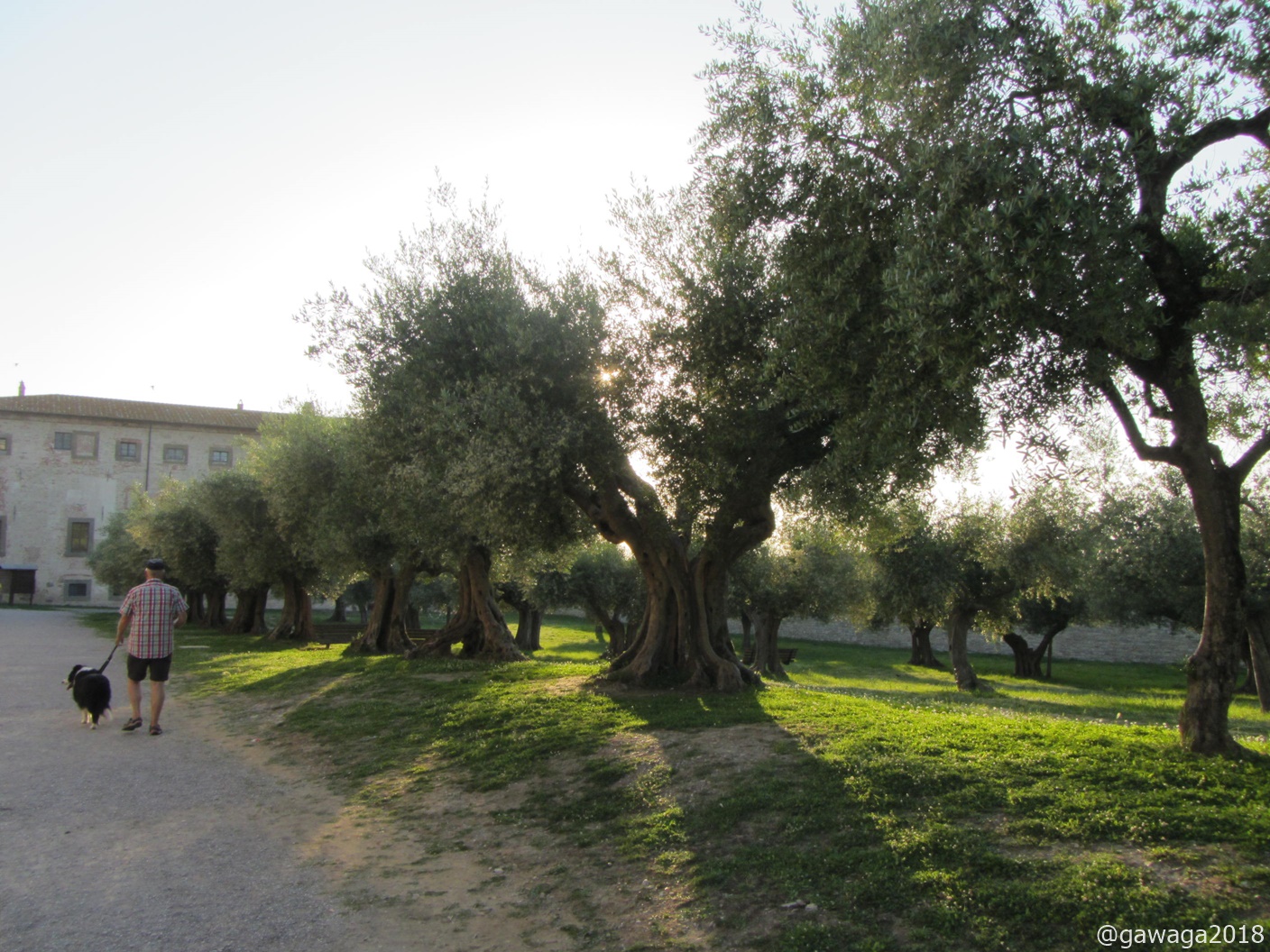 uralte Olivenbäume