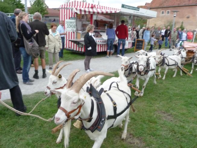 Lucky´s Ziegengespann in Bad Windsheim