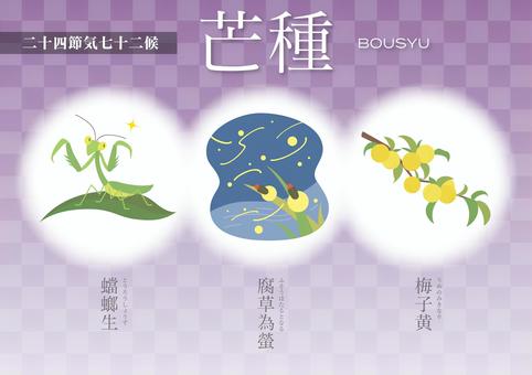 芒種