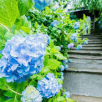 6月紫陽花