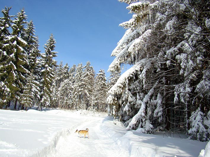 herrliche Winterlandschaft bei Mähring