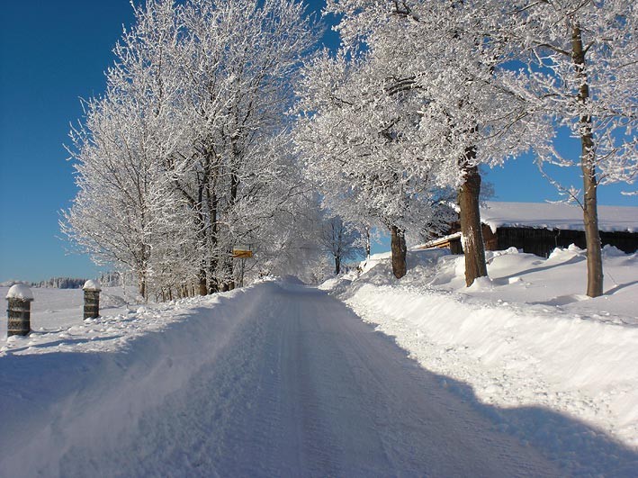 Allee zum Poppenreuther Berg im Winter von Mähring aus