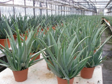 L’Aloe Vera, une plante millénaire aux vertus médicinales